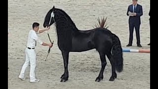 Tsjalle 454 stallion inspection 2019 Friesian horse [upl. by Virgilio]