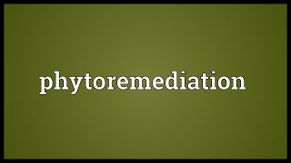 Phytoremediation Meaning [upl. by Demmahum]