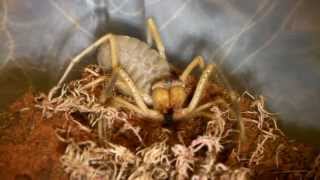 Camel Spider Screeching Stridulating [upl. by Wardieu]