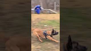 Can a german shephard defeat a wolf scary pets [upl. by Kinnie]