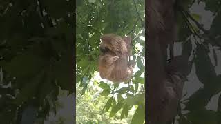 Sloth attack animals naturaleza travel naturalezayvida nature aves waterfall [upl. by Xxam]