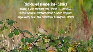 Redtailed Isabelline Shrike 19Oct2024 [upl. by Mirelle]