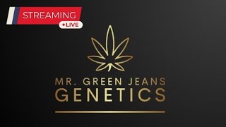 Late Night w Mr Green Jeans Genetics [upl. by Menzies244]