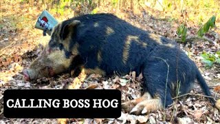 BOSS HOG Calling Wild Pigs in Daytime S12E2 [upl. by Island]