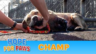 Champ suffered a terrible injury and recovered beautifully Viewer Discretion Advised [upl. by Raskin]