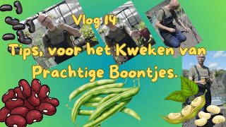 Vlog 13 Bonen Kweken De complete Gids voor Moestuinierders en een slakkenval [upl. by Yelkcub]