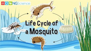 Life Cycle of a Mosquito [upl. by Aicekat]