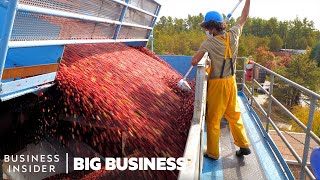 How 100 Billion Cranberries Are Harvested In 6 Weeks  Big Business [upl. by Lanaj72]