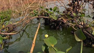 Veja a bóia afundar veja o cardume atacando na Pescaria Raíz Esse método é fatal Rio turvo [upl. by Asinla23]