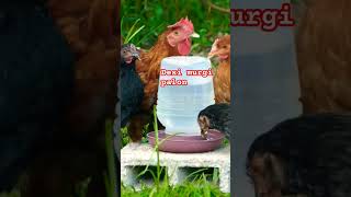 Desi murgi palon 🐓🐔 shorts shortsfeed chicken chickenfarm [upl. by Hermann]