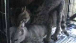 Asian Leopard Cat Mating [upl. by Aicenra]