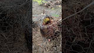 It’s coming to life The Gunnera beginnerlawncare plants gunnera yorkshire plantingtips [upl. by O'Kelly]