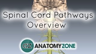 Spinal PathwaysTracts  Part 2  Ascending and Descending Tracts Overview  Anatomy Tutorial [upl. by Akilaz]