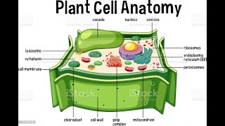 Materi 4 Anatomi Tumbuhan Foto Pengamatan Mikroskop Protoplasma dan Non Protoplasma [upl. by Sivie]