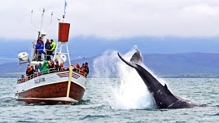 Whale Watching Húsavík Iceland – Walbeobachtung Island [upl. by Whiteley]