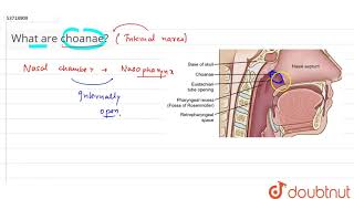 What are choanae  11  BREATHING AND EXCHANGE OF GASES  BIOLOGY  PRADEEP  Doubtnut [upl. by Anem]