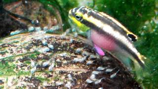 Pelvicachromis pulcher first spawning Feeding Попугайчики Первый нерест Кормление [upl. by Augustin]