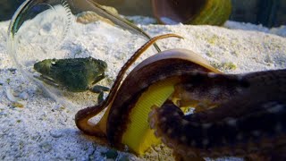 Genius Octopus Can Open Jars  Octopus In My House  BBC Earth [upl. by Mile852]