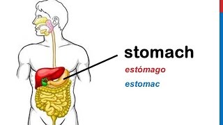 El Sistema Digestivo  El Cuerpo Humano  Esmeralda Te Enseña [upl. by Kenley]