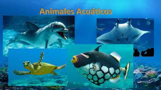 Animales aéreos acuáticos y terrestres [upl. by Anits377]