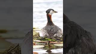 Red necked Grebes Floating Nest birds nature shorts [upl. by Anaujnas667]