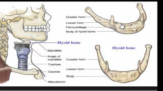 The Mandible  The hyoid bone  The sternum and the ribs [upl. by Ahsit]