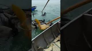 Fish fishing  Catching Fish  Hunting Fish From Hole Using Hook 04712 fishing birds birdfishing [upl. by Richia]