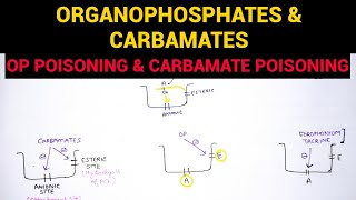 Autonomic Pharmacology  7  Organophosphates amp Carbamate Poisoning  EOMS [upl. by Joette]