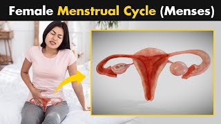 What Happens During A Female Menstrual Cycle Menses [upl. by Nostets993]