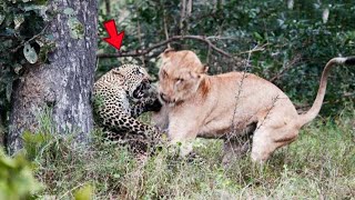 Epic Battle Between Leopard and Lion Recorded On Camera  Wild Animal Fights [upl. by Danelle299]