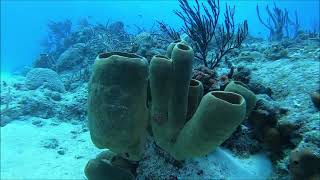 Cozumel 7923 Day One Dives [upl. by Yhtuv]