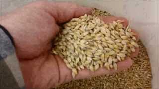 Barley to Beer in 100 seconds [upl. by Adnolahs]