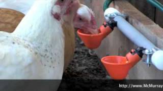 The Best Way To Water Your Chickens [upl. by Morette]