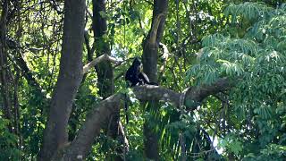 Sarawak Surili or Bornean Banded Langur [upl. by Koss]