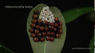 썩덩나무노린재Halyomorpha halys [upl. by Lleira]