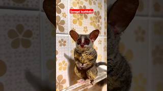 Senegal bushbaby facts likesadia senegalbushbabynaturesenegalbushbaby animalsfacts [upl. by Ytsanyd999]