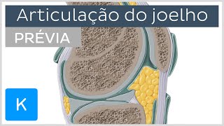 Articulação do joelho prévia  Anatomia Humana  Kenhub [upl. by Dirraj852]