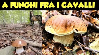 A FUNGHI FRA I CAVALLI [upl. by Seagrave739]