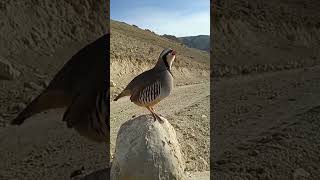 The chukar partridge Amazing Bird shorts [upl. by Aihtnyc]