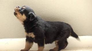 Rottweiler puppy Tennessee howling cute Rottweiler puppy [upl. by Isak]