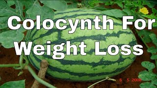 Colocynth Benefits In Urdu  Colocynth For Weight Loss  IN URDU Tumba [upl. by Kcerb]