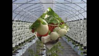 Growing Hydroponic Melons [upl. by Anawik]