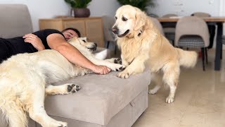 What Does a Golden Retriever do when He Finds His Owner Sleeping with Another Dog [upl. by Margette]