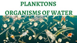 Planktons The Food of Oceans  Phytoplanktons amp Zooplanktons [upl. by Itnavart]