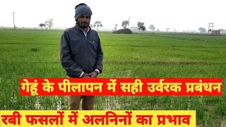 गेहूं का पीलापन कैसे दूर करें  How to remove yellowness of wheat [upl. by Astrahan649]