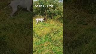 Chien a l arrêt [upl. by Brittne]