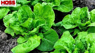 How to Grow the Most Beautiful and Tasty Lettuce Varieties [upl. by Carolynne]