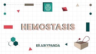 Hemostasis Pembekuan Darah  Ilmu Biomedik Dasar  Brainy Panda [upl. by Vedette]