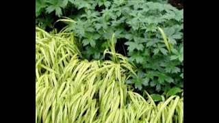 Home Gardener  Carex and Hakonechloa Grasses [upl. by Haymes]