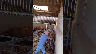 A HELPING HAND calving cow farming calf birth givingbirth calvinggate farm richard jack [upl. by Liggitt]